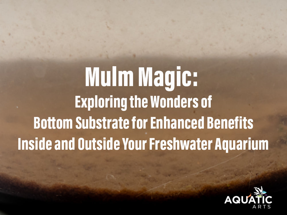 Benefits of Aquarium Accessories - Why do you need them? – Micro Aquatic  Shop