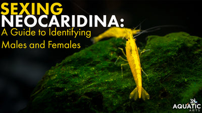 Sexing Neocaridina Freshwater Shrimp: A Guide to Identifying Males and Females