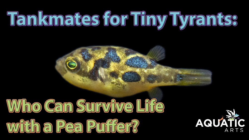 Tankmates for Tiny Tyrants: Who Can Survive Life with a Pea Puffer?