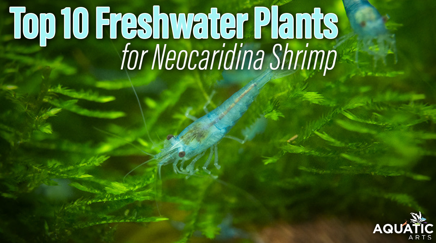 Top 10 Freshwater Plants for Neocaridina Shrimp If you're a shrimp enthusiast, you're probably aware of the importance of providing them with the right environment to thrive.