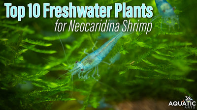 Top 10 Freshwater Plants for Neocaridina Shrimp