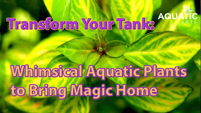 Transform Your Tank: Whimsical Aquatic Plants to Bring Magic Home