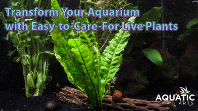 The Benefits of Adding a Simple Assortment of Plants to Your Aquarium