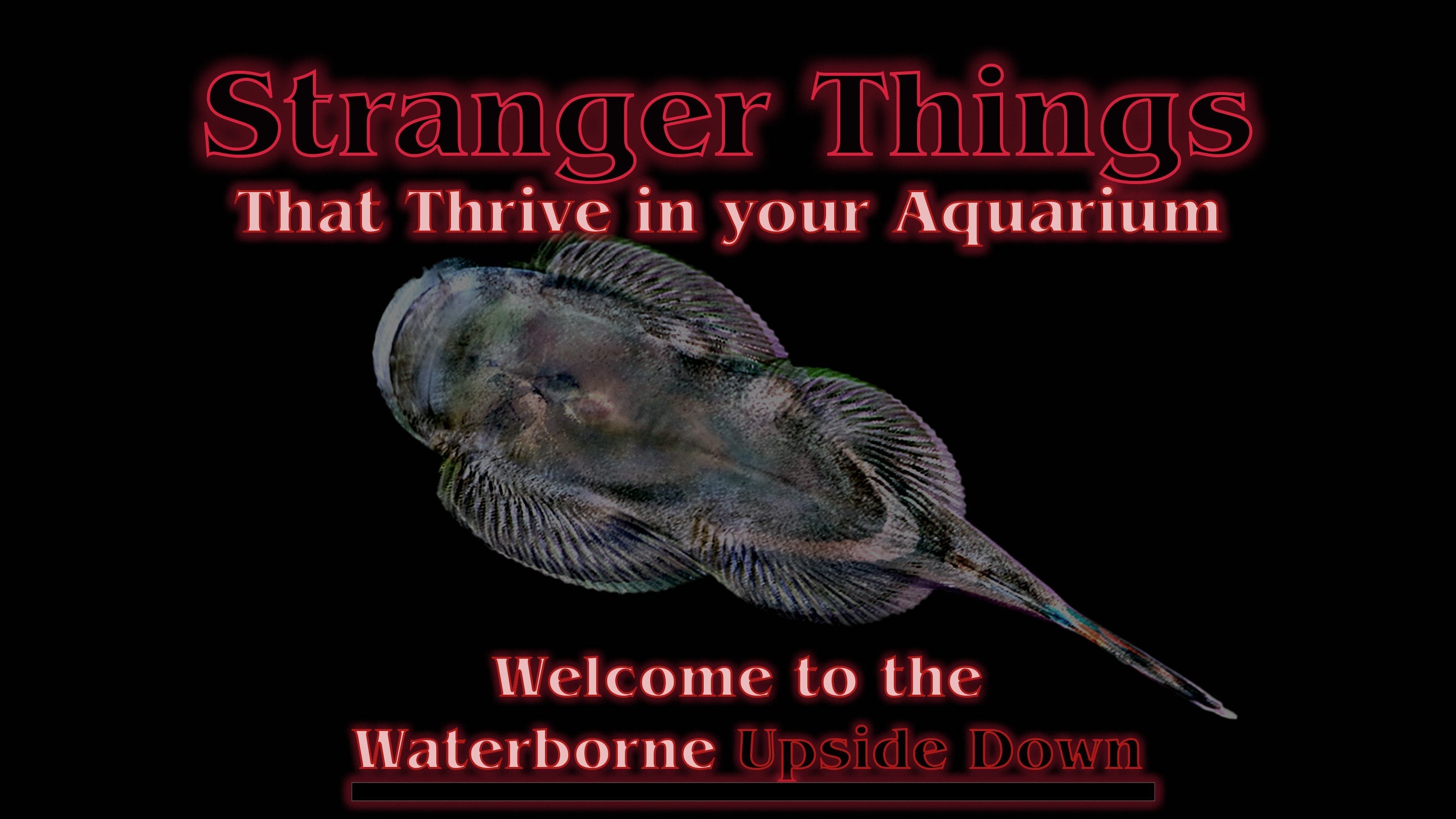 Welcome to the Waterborne Upside Down: Strange Species That Thrive in Home Aquariums