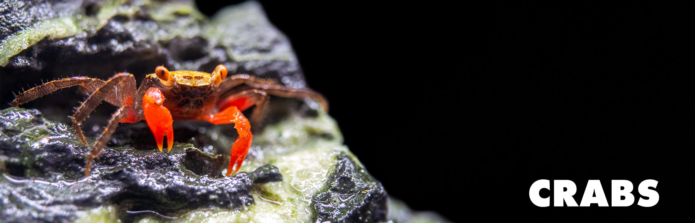 Freshwater Crabs