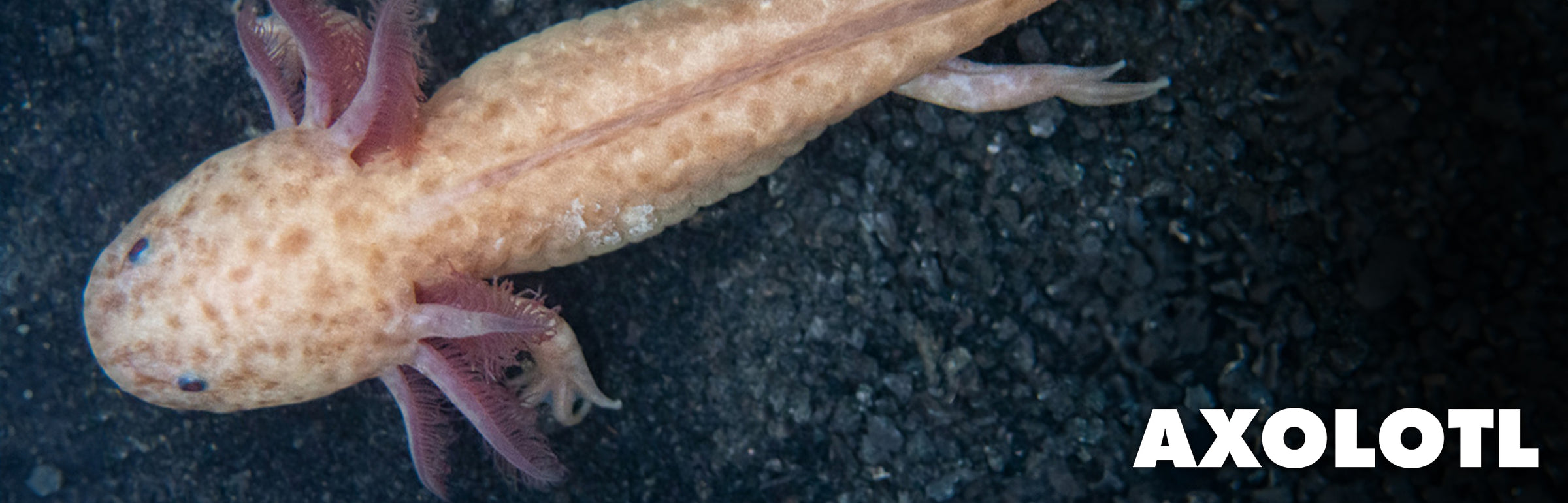 Axolotls