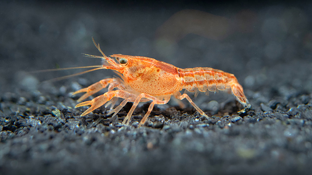 Mini Crustaceans Cambarellus β Aquatic Arts