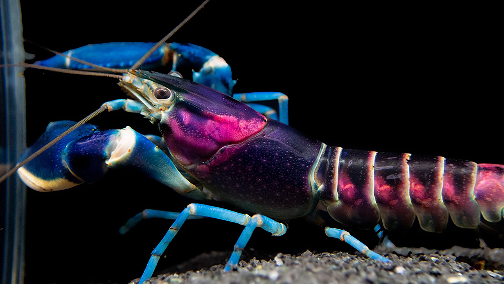 Cherax