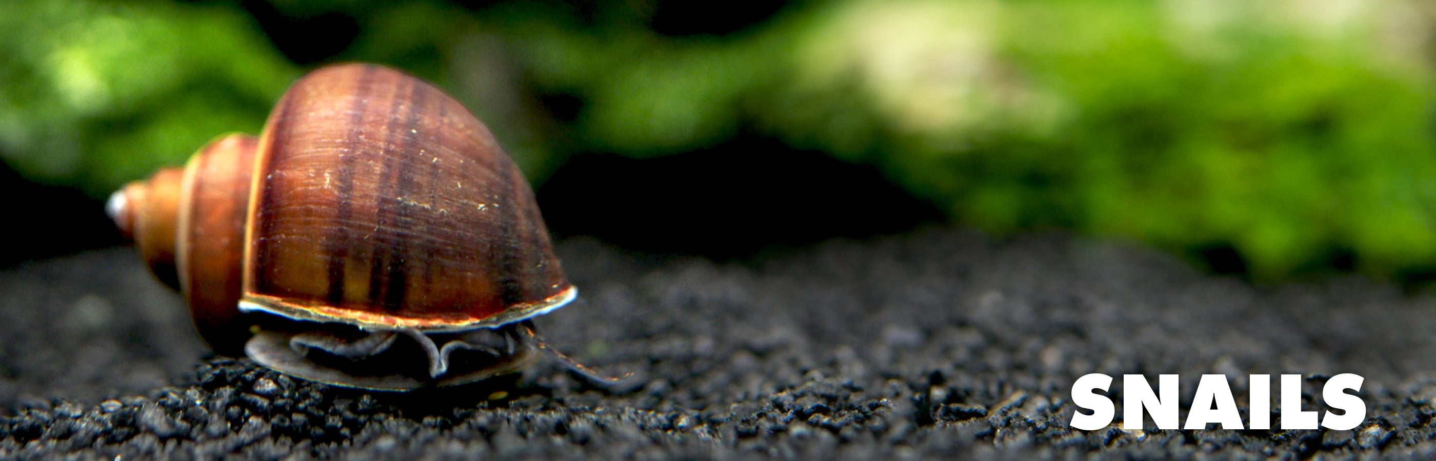 Red Lip Nerite Snail (Neritina violacea) - Aquatic Arts