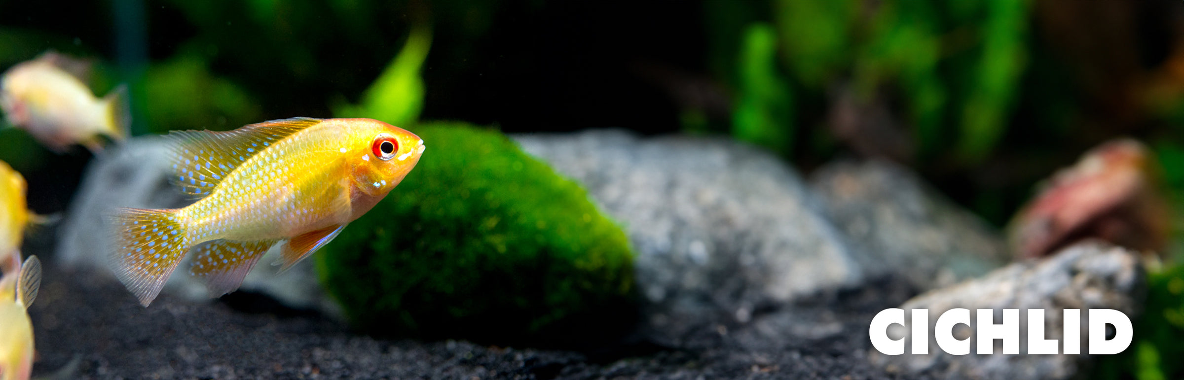 South & Central American Cichlids