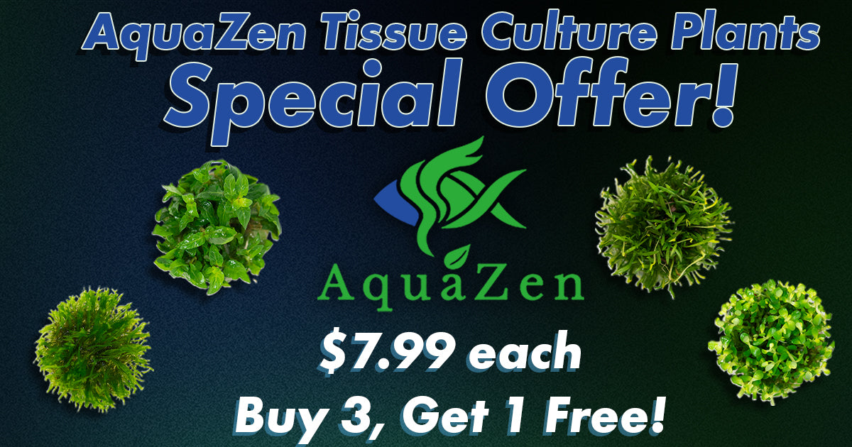 AquaZen Tissue Culture Plants