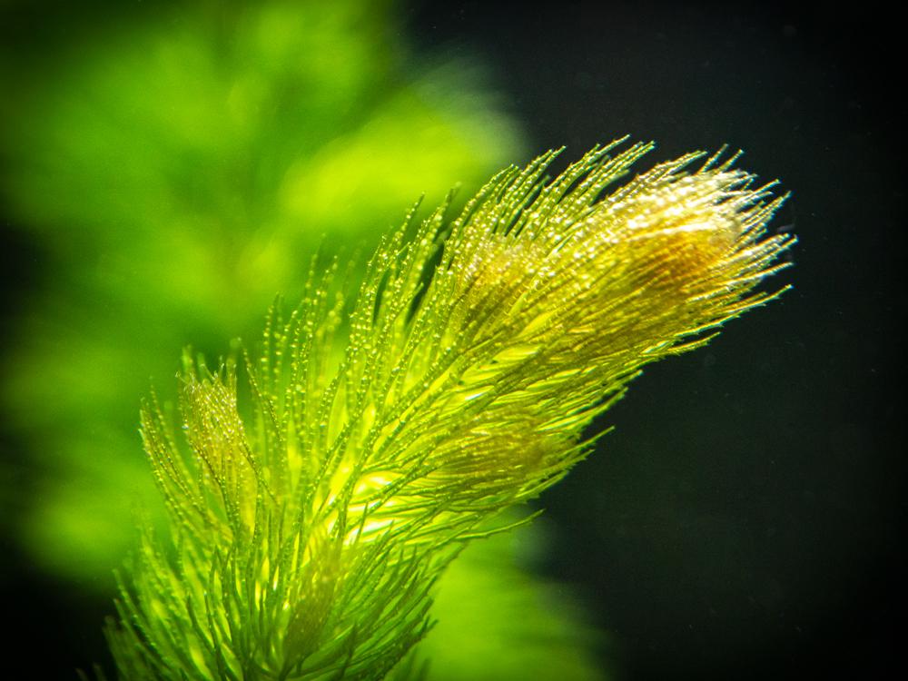 Pond Plants