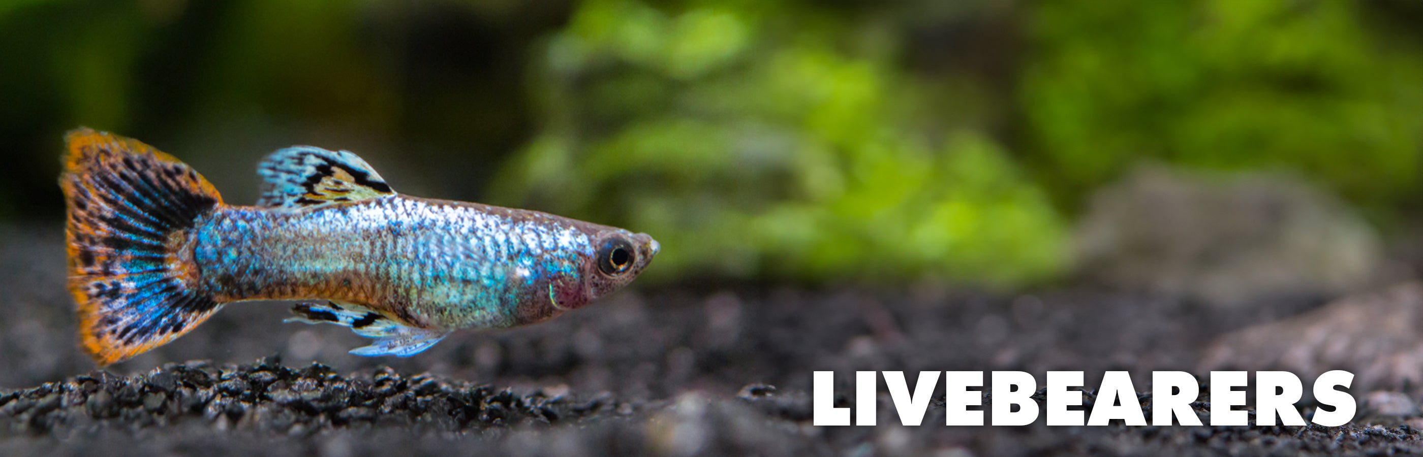 Live bearing freshwater shops aquarium fish