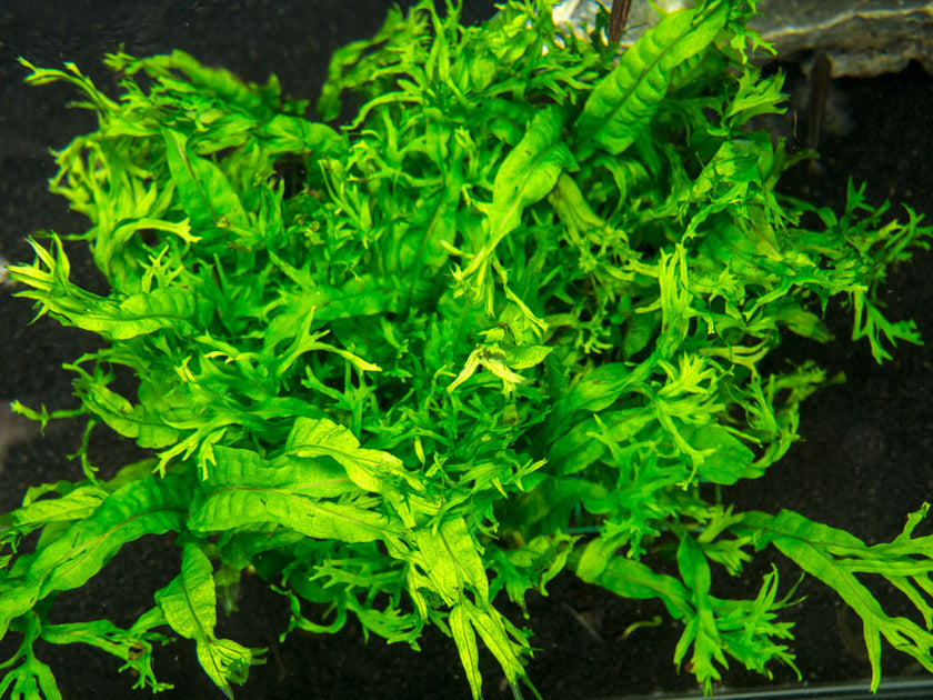 Aquatic Ferns – Aquatic Arts