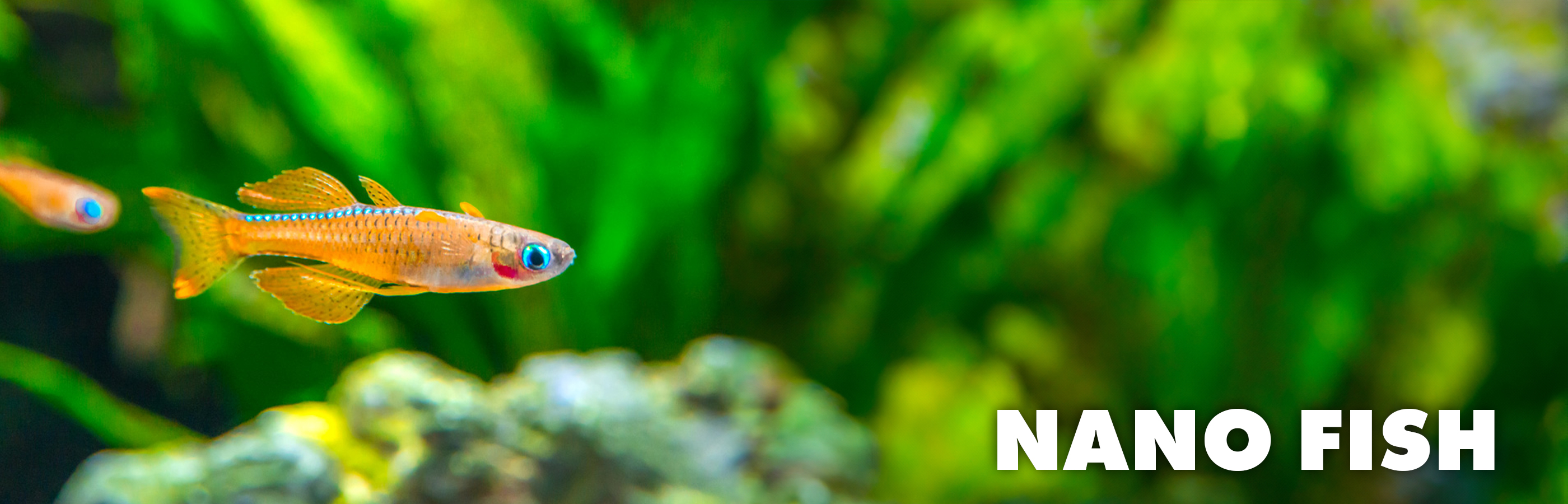 Nano Fish