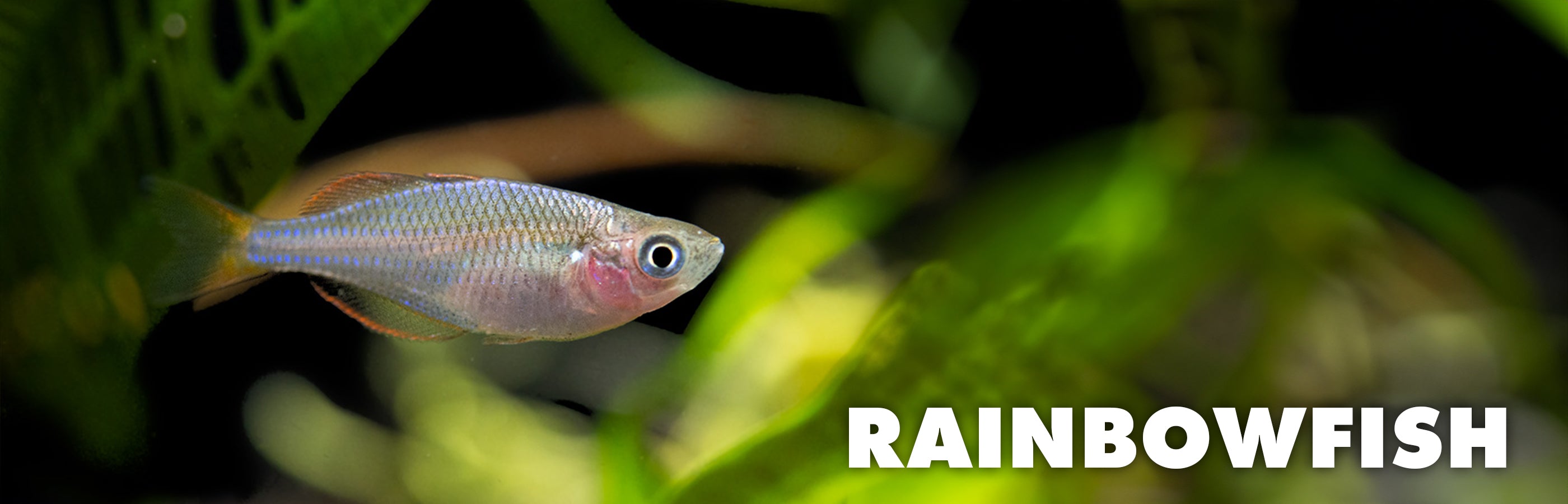 Rainbowfish