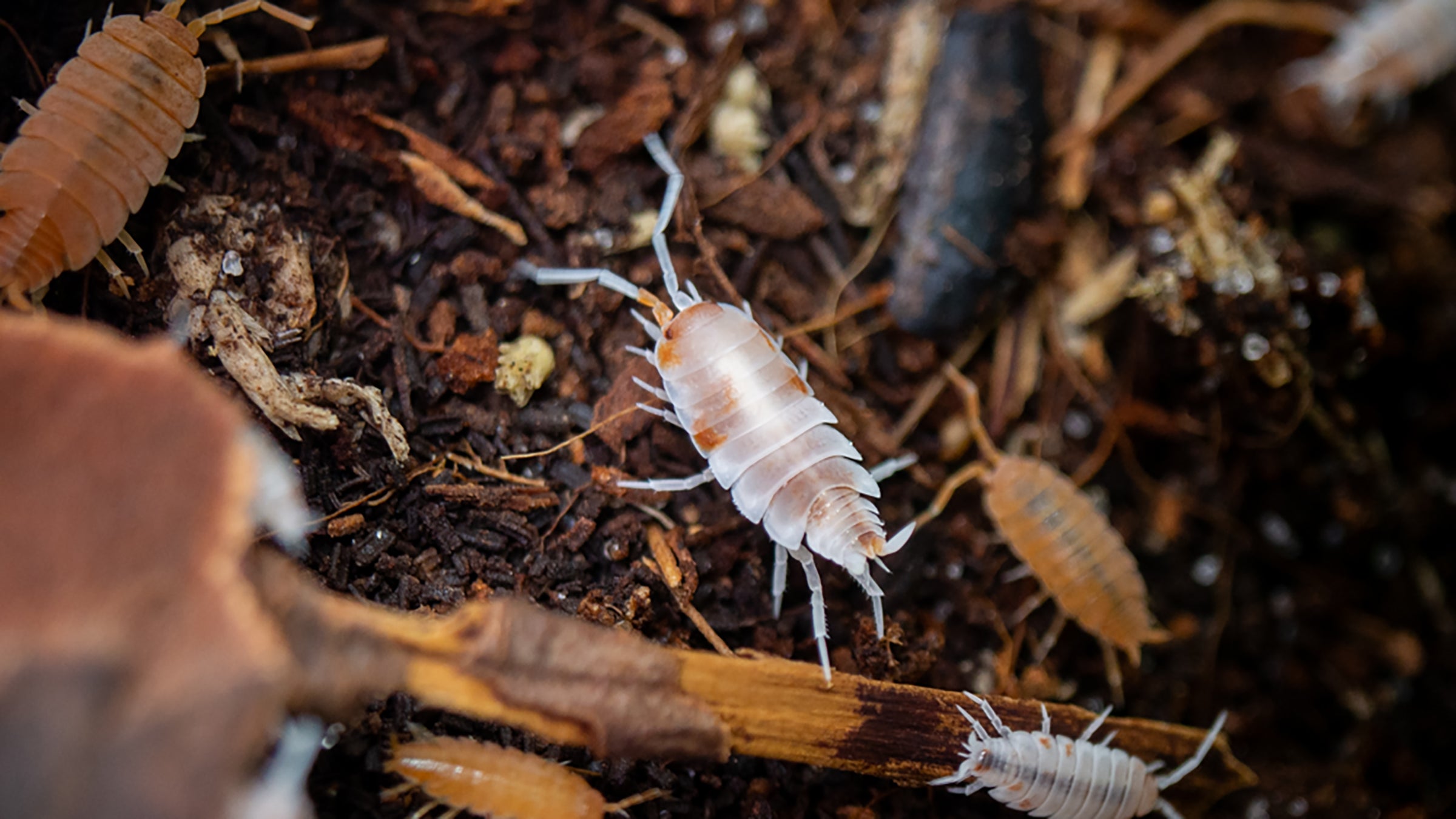 Isopods / Springtails