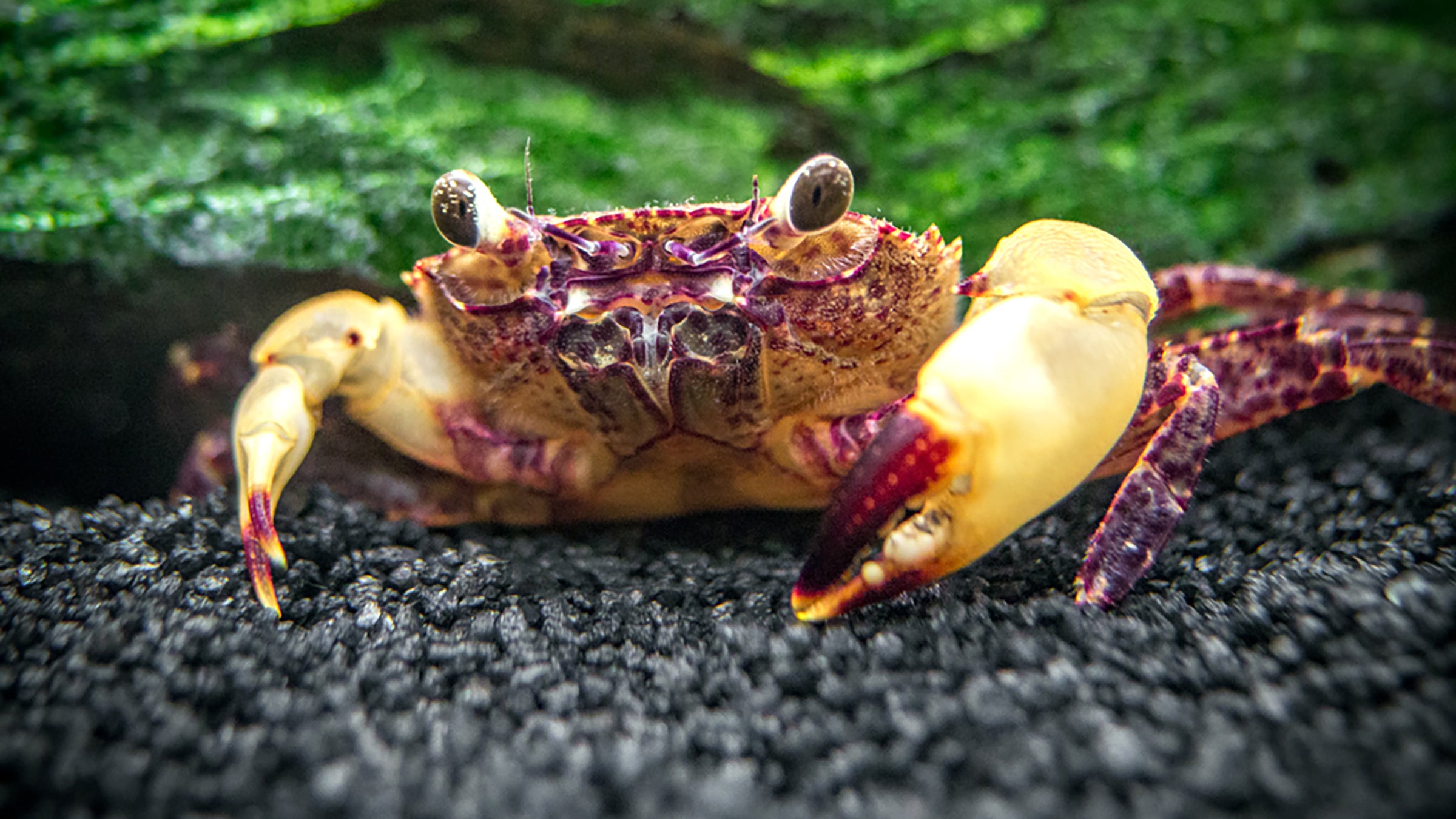 True Freshwater Aquatic Crabs