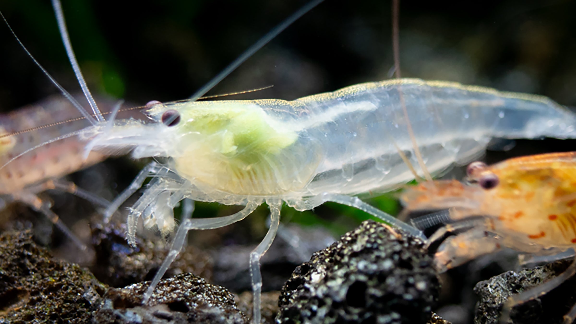 Amano Shrimp