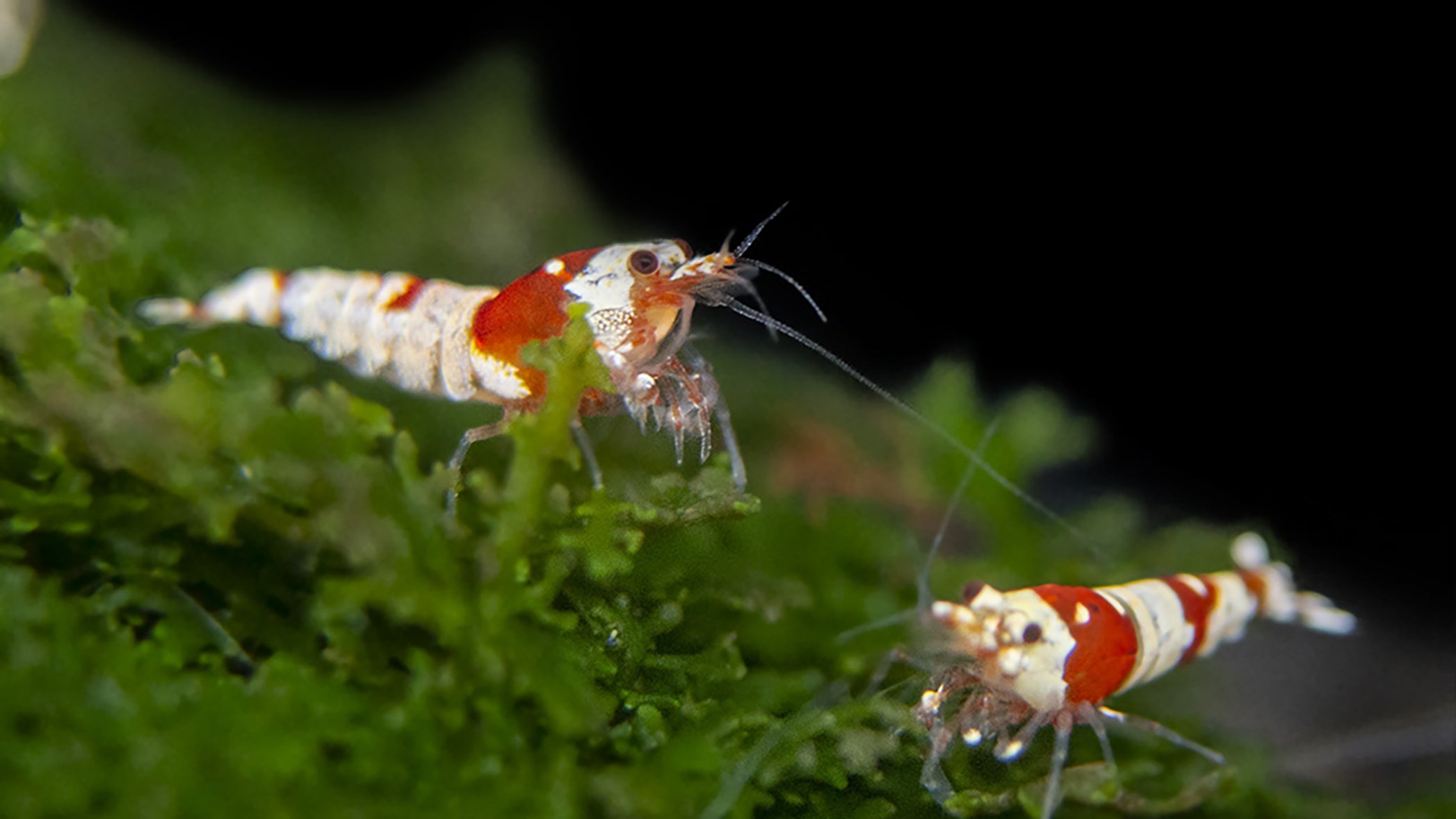 Caridina Shrimp