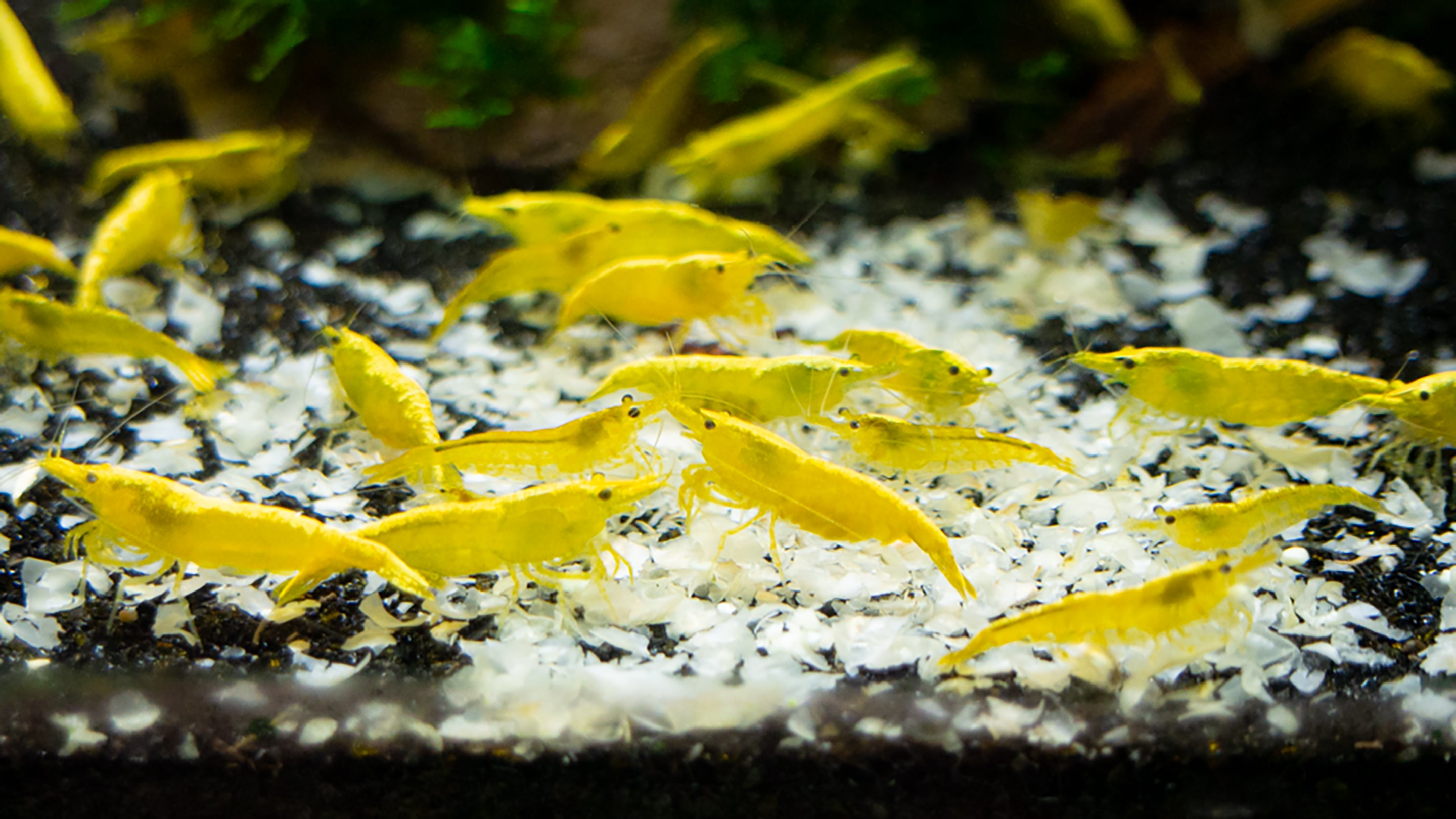 Neon Yellow Shrimp - Care Guide – Aquatic Arts