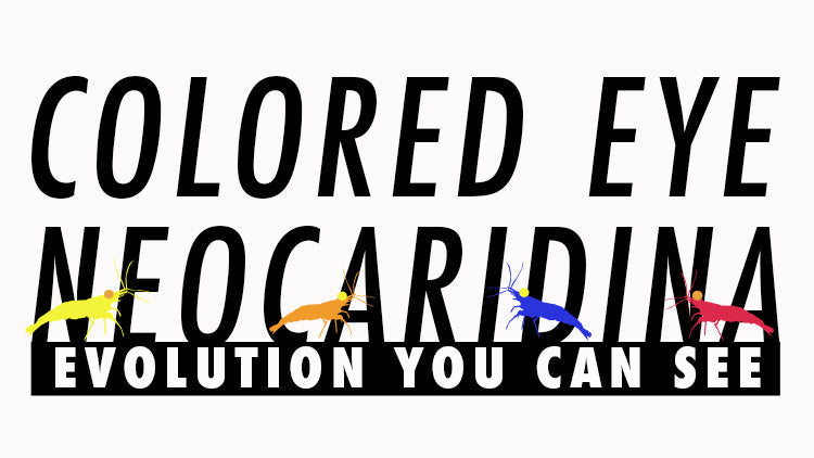 Colored Eye Neocaridina