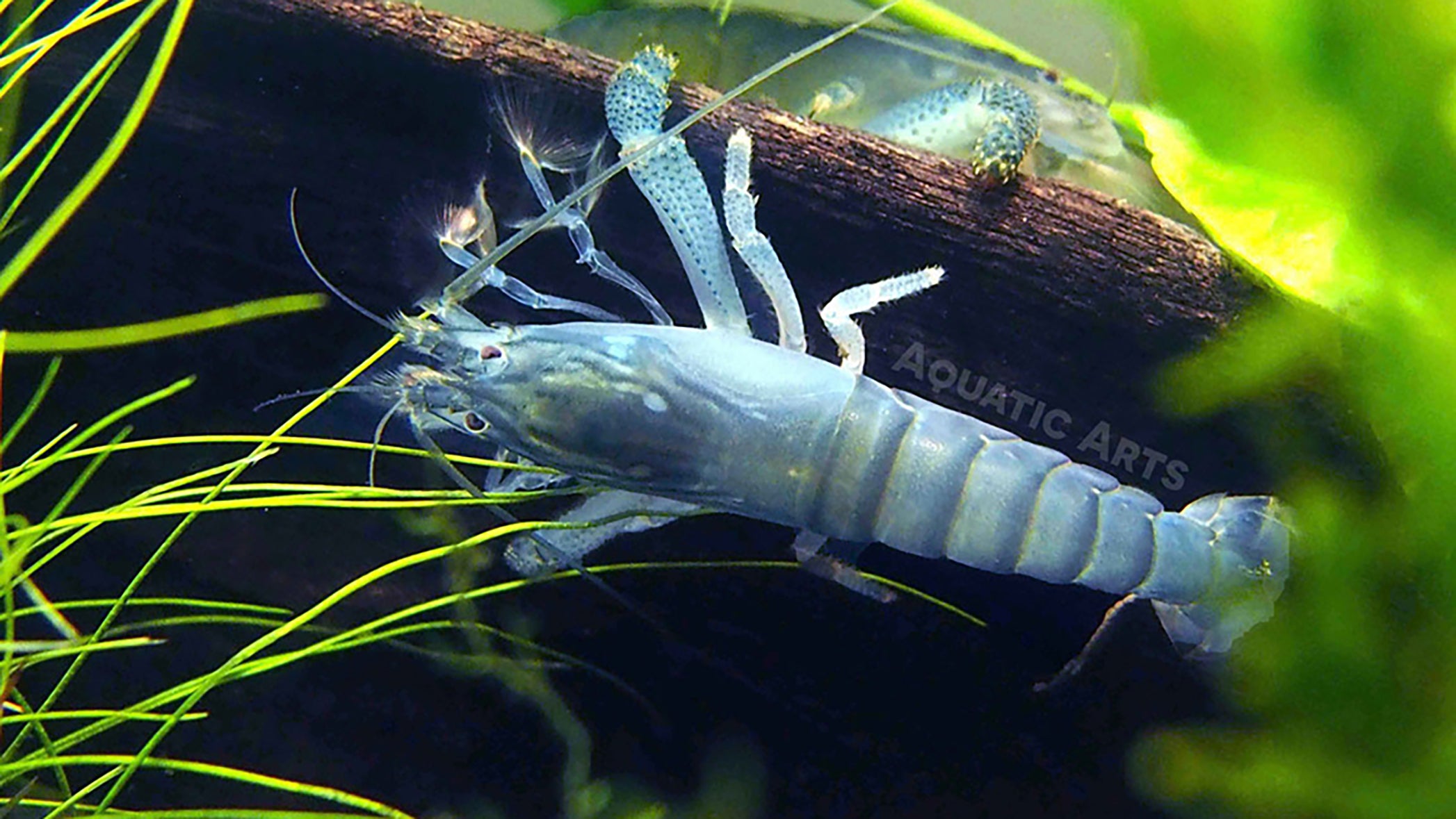 Filter Feeding Shrimp