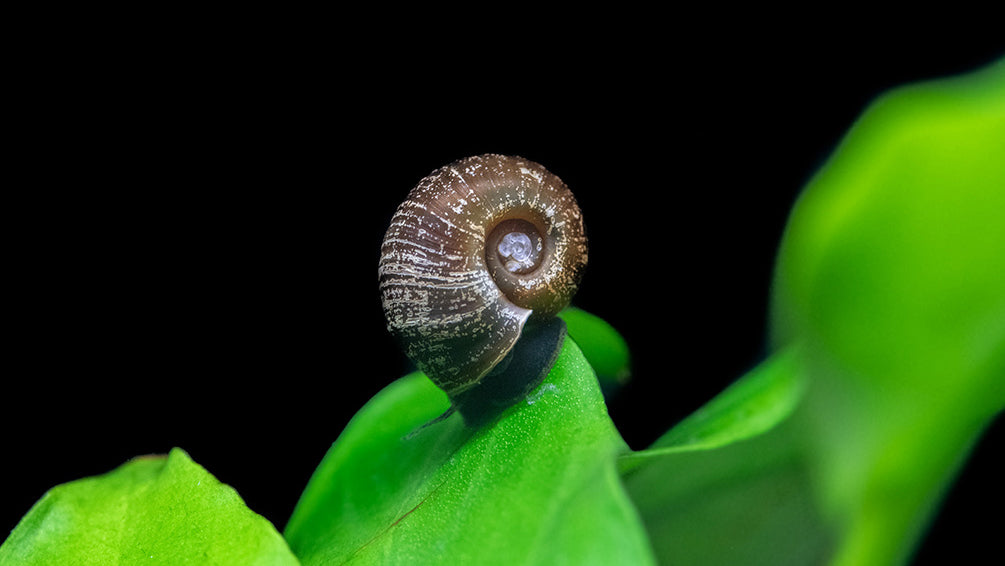 Ramshorn Snails – Aquatic Arts