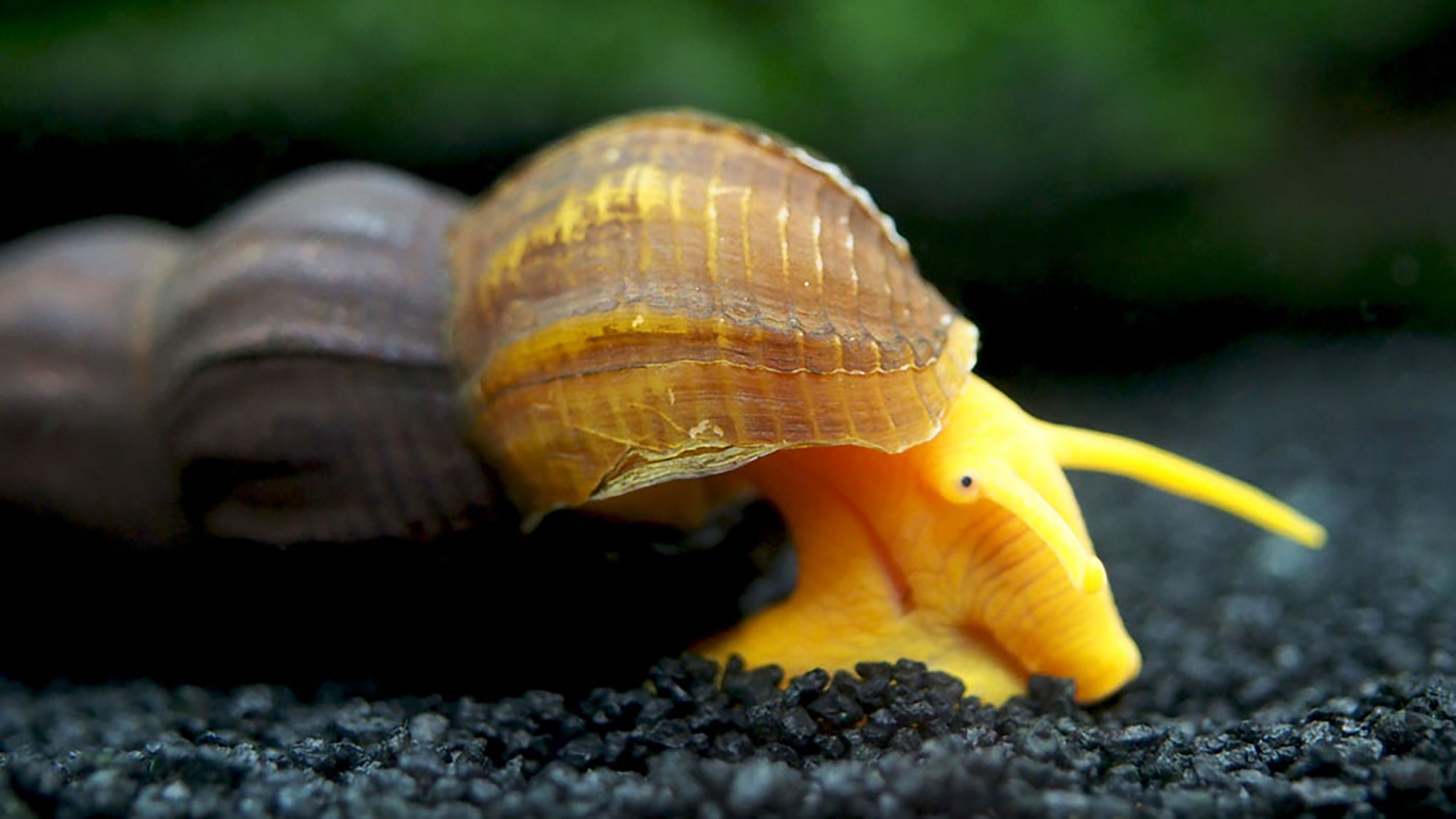 Sulawesi Snails