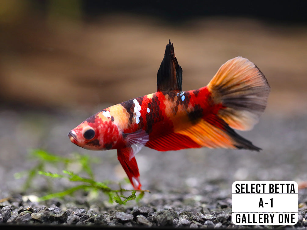 Premium Select Betta Fish (Betta splendens) - WYSIWYG Gallery One