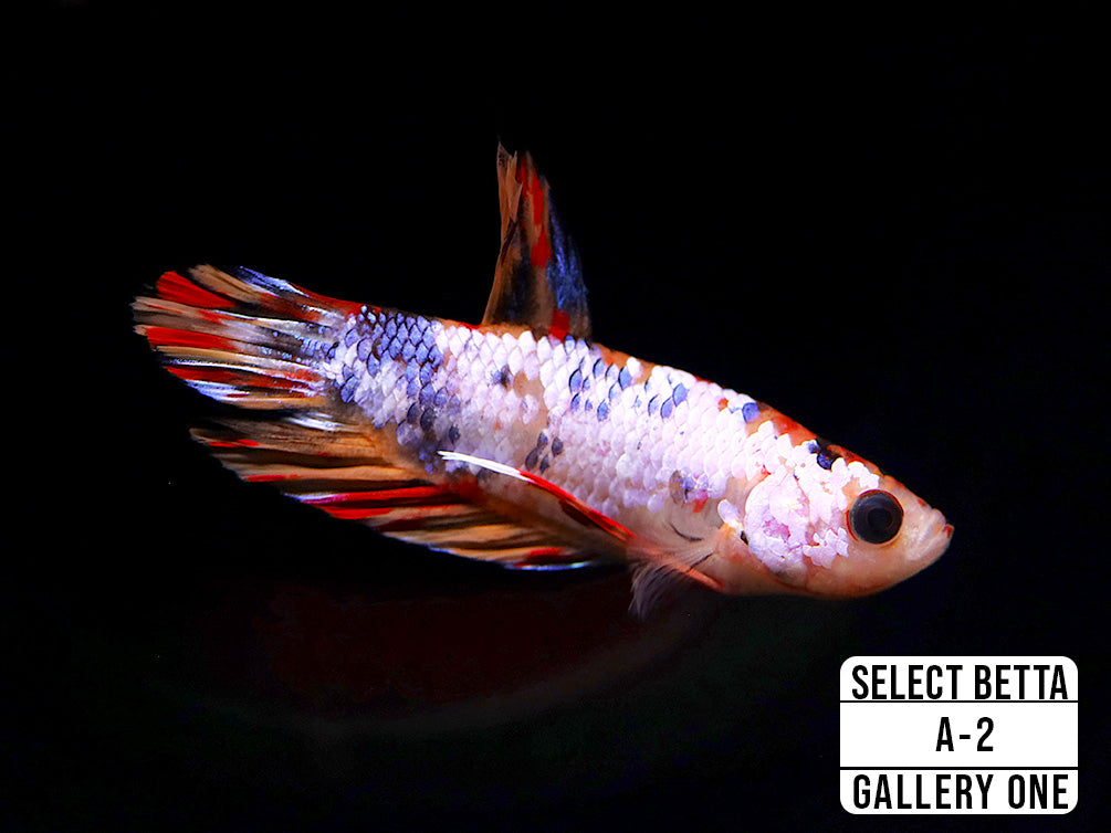 Premium Select Betta Fish (Betta splendens) - WYSIWYG Gallery One