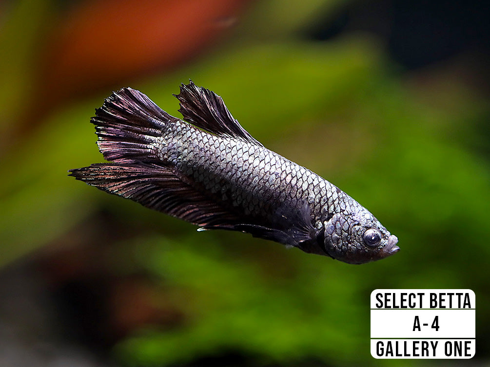 Premium Select Betta Fish (Betta splendens) - WYSIWYG Gallery One
