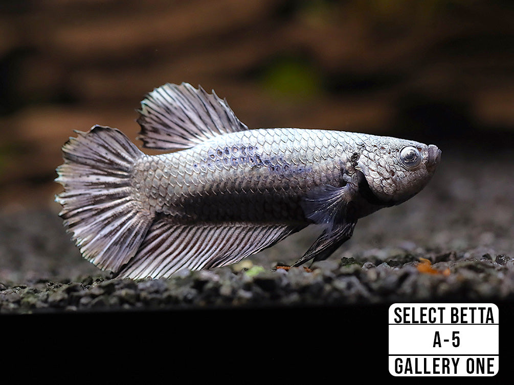 Premium Select Betta Fish (Betta splendens) - WYSIWYG Gallery One