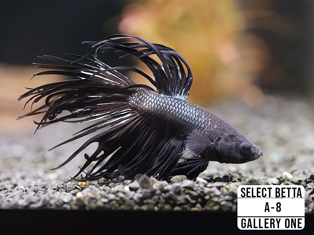 Premium Select Betta Fish (Betta splendens) - WYSIWYG Gallery One