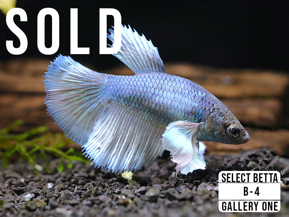 Premium Select Betta Fish (Betta splendens) - WYSIWYG Gallery Two