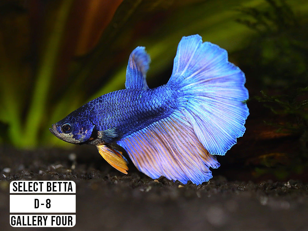 Premium Select Betta Fish (Betta splendens) - WYSIWYG Gallery Four