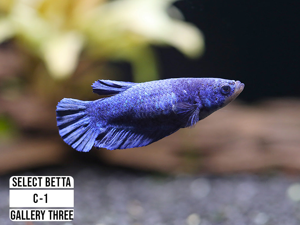 Premium Select Betta Fish (Betta splendens) - WYSIWYG Gallery Three