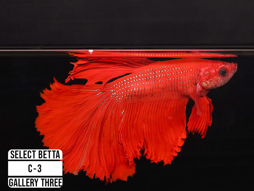 Premium Select Betta Fish (Betta splendens) - WYSIWYG Gallery Three