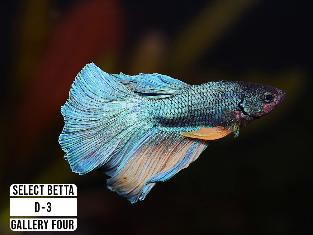 Premium Select Betta Fish (Betta splendens) - WYSIWYG Gallery Four