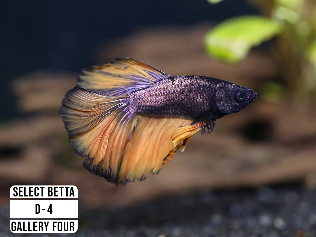 Premium Select Betta Fish (Betta splendens) - WYSIWYG Gallery Four