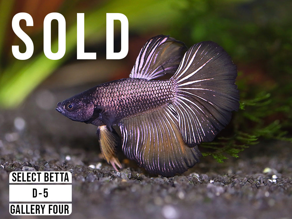 Premium Select Betta Fish (Betta splendens) - WYSIWYG Gallery Four