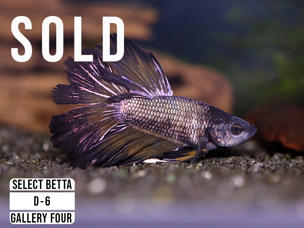 Premium Select Betta Fish (Betta splendens) - WYSIWYG Gallery Four