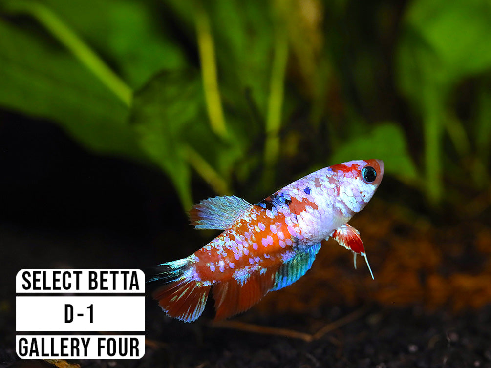 Premium Select Betta Fish (Betta splendens) - WYSIWYG Gallery Four