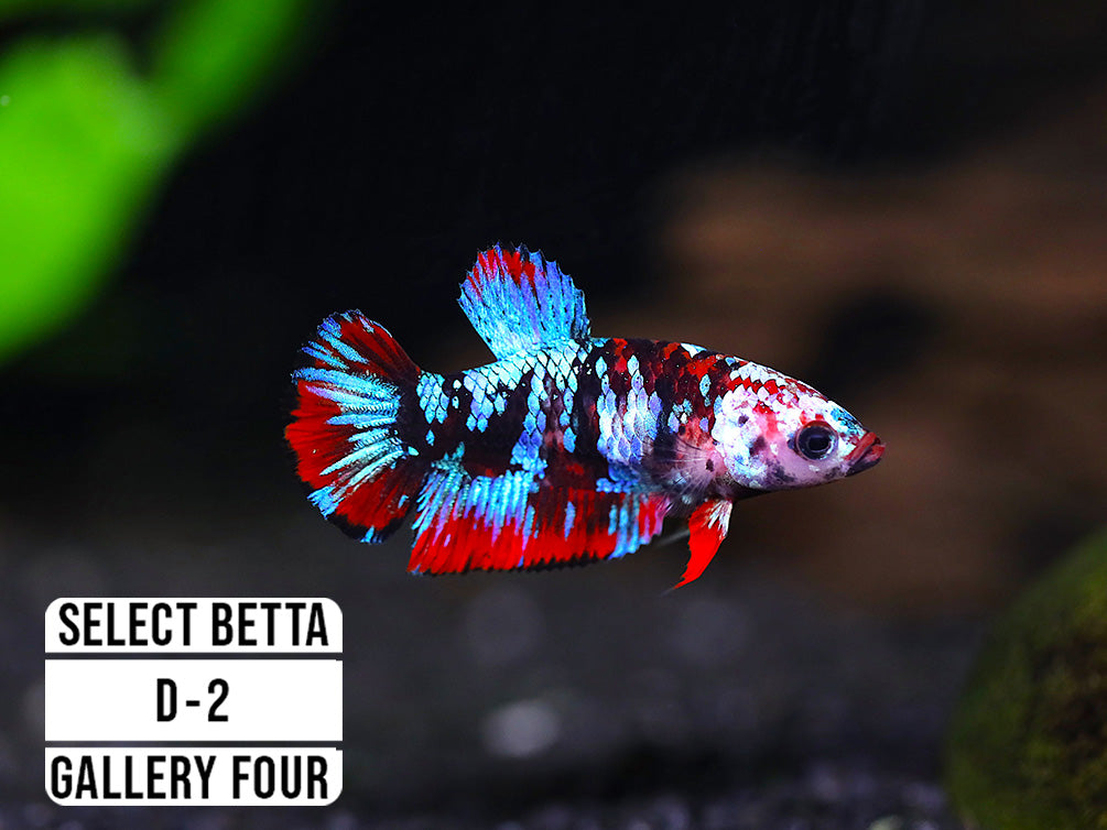 Premium Select Betta Fish (Betta splendens) - WYSIWYG Gallery Four