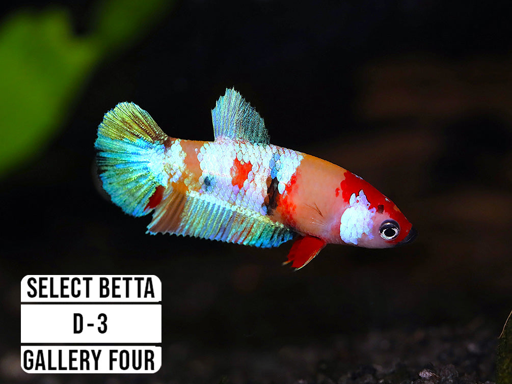Premium Select Betta Fish (Betta splendens) - WYSIWYG Gallery Four