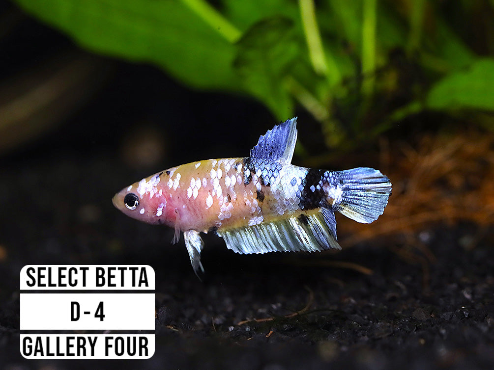 Premium Select Betta Fish (Betta splendens) - WYSIWYG Gallery Four