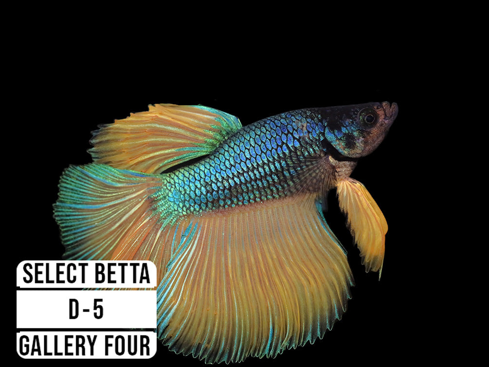 Premium Select Betta Fish (Betta splendens) - WYSIWYG Gallery Four