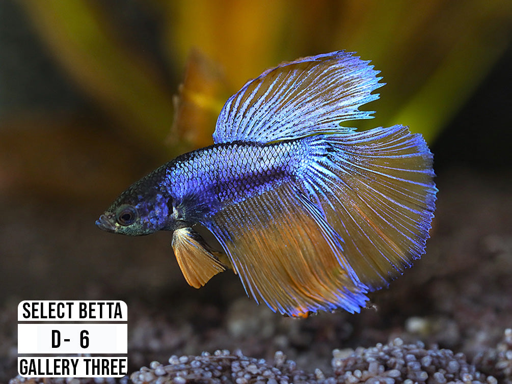 Premium Select Betta Fish (Betta splendens) - WYSIWYG Gallery Four
