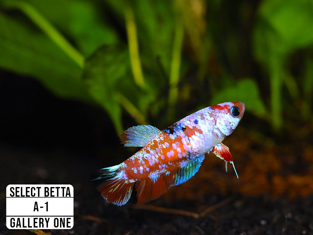 Premium Select Betta Fish (Betta splendens) - WYSIWYG Gallery One
