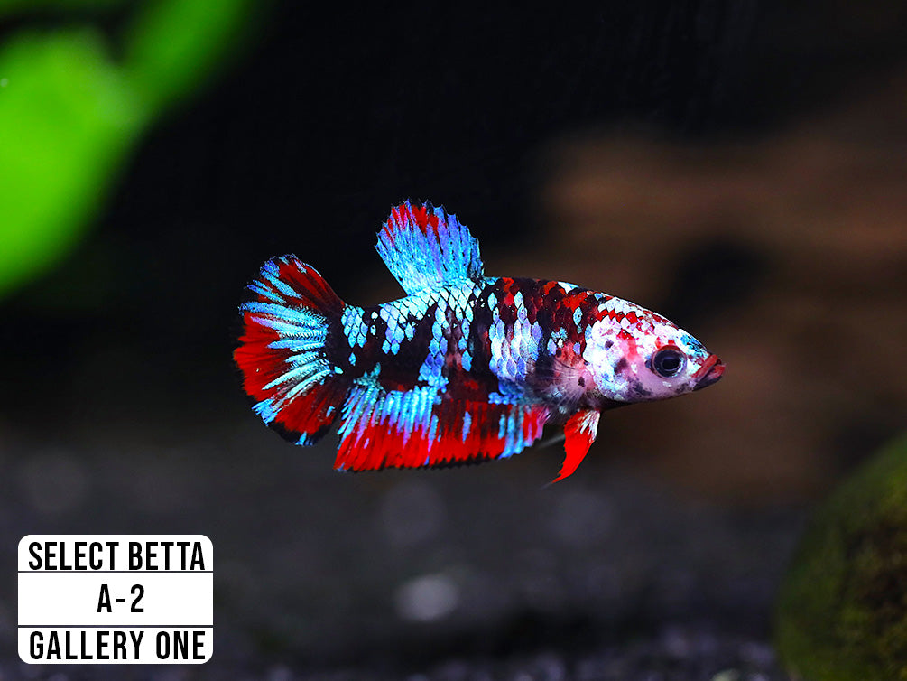 Premium Select Betta Fish (Betta splendens) - WYSIWYG Gallery One